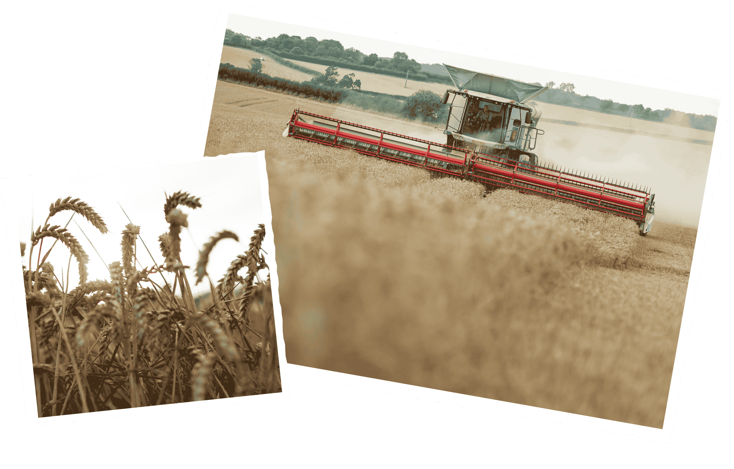 Tractor harvesting wheat