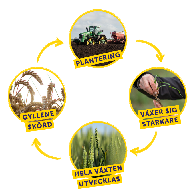 Weetabix Wheat Cycle Diagram